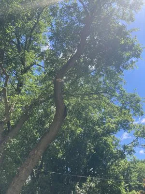 Springfield Tree & Land