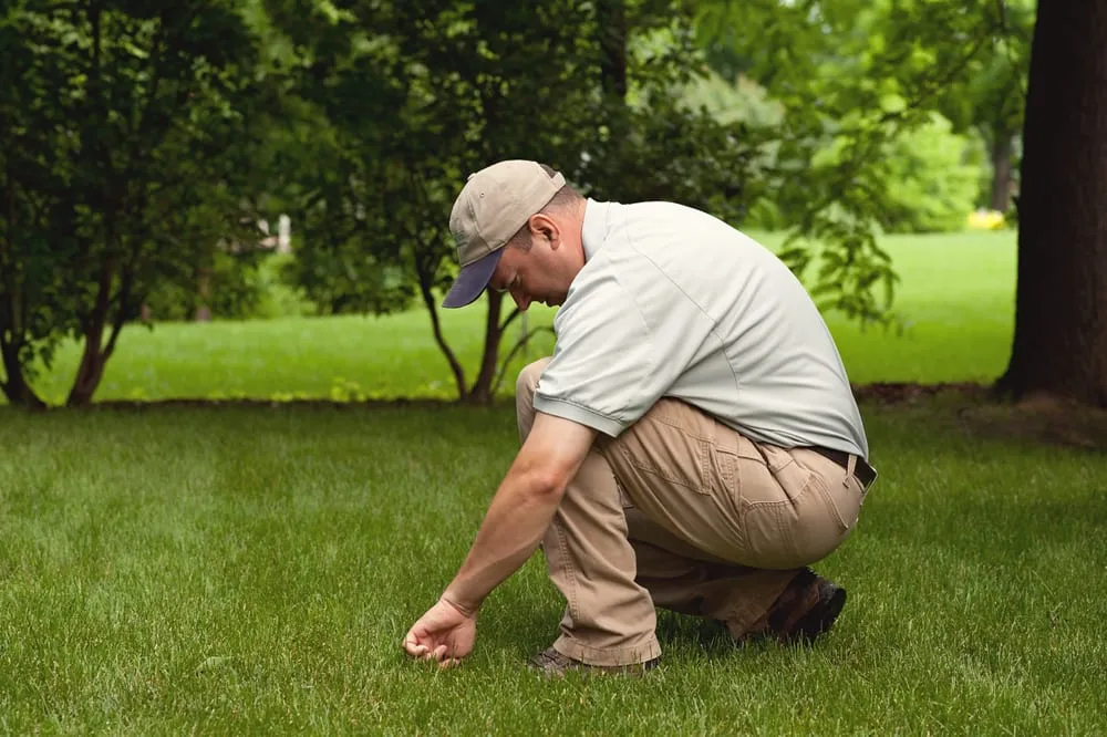 Reliable landscape design in Bloomington, MN by SpringGreen