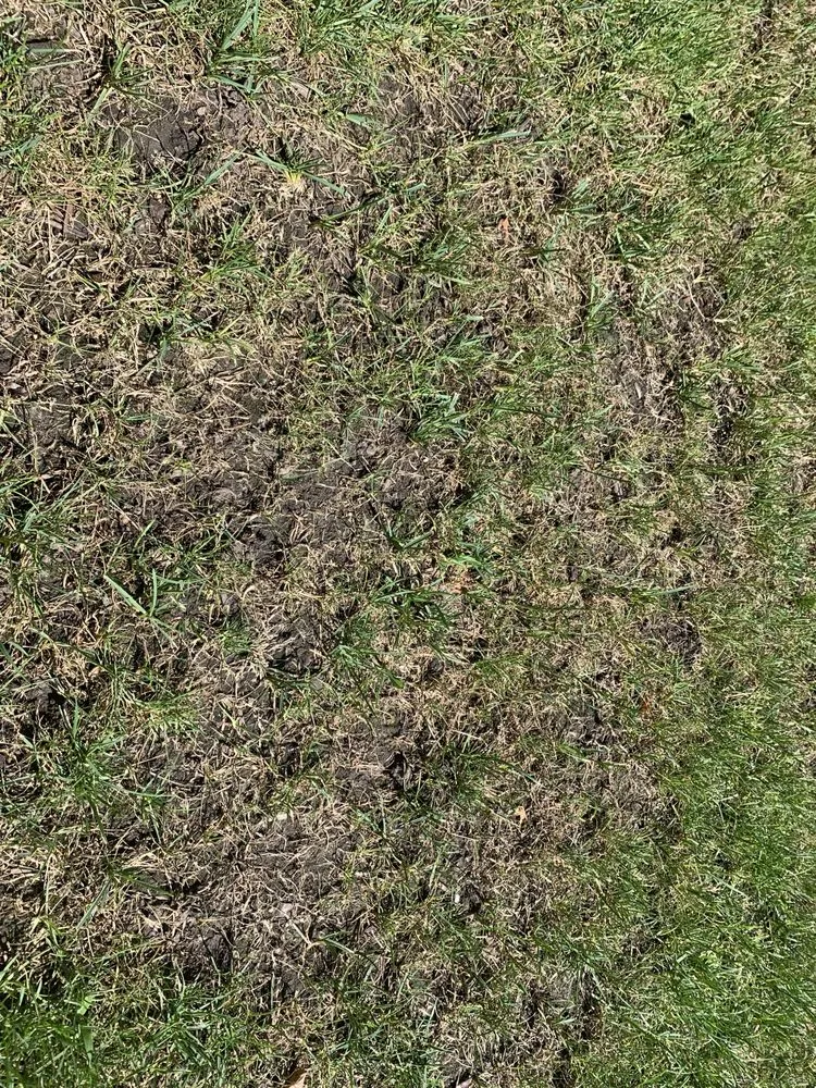 Affordable landscaping services experts serving Cedar Rapids, IA - SpringGreen