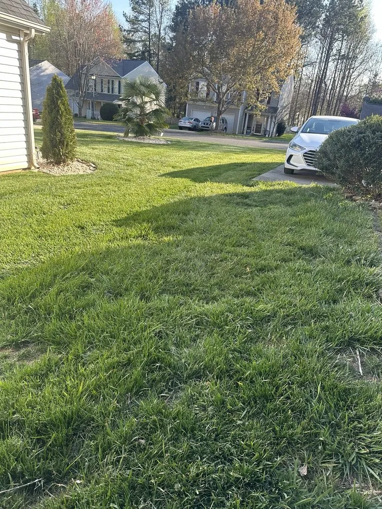 Top-rated yard cleanup service for beautiful yards across Charlotte, NC - SpringGreen