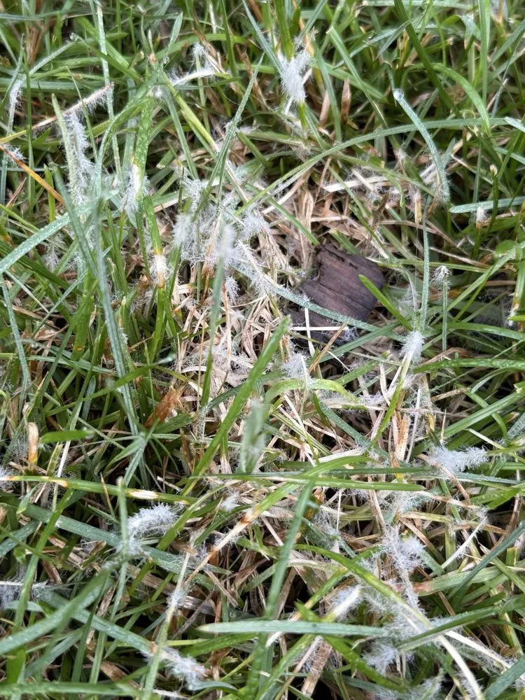 Custom residential landscaping for outdoor upgrades in Clinton Township, MI by SpringGreen