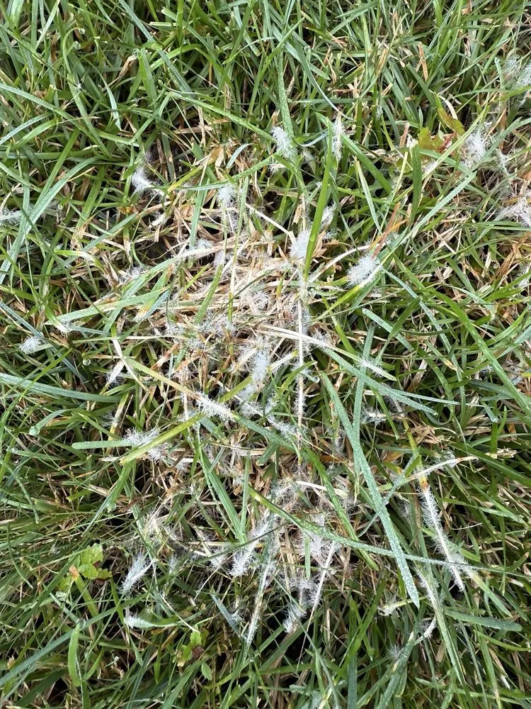 Local landscaping services for beautiful yards across Clinton Township, MI - SpringGreen