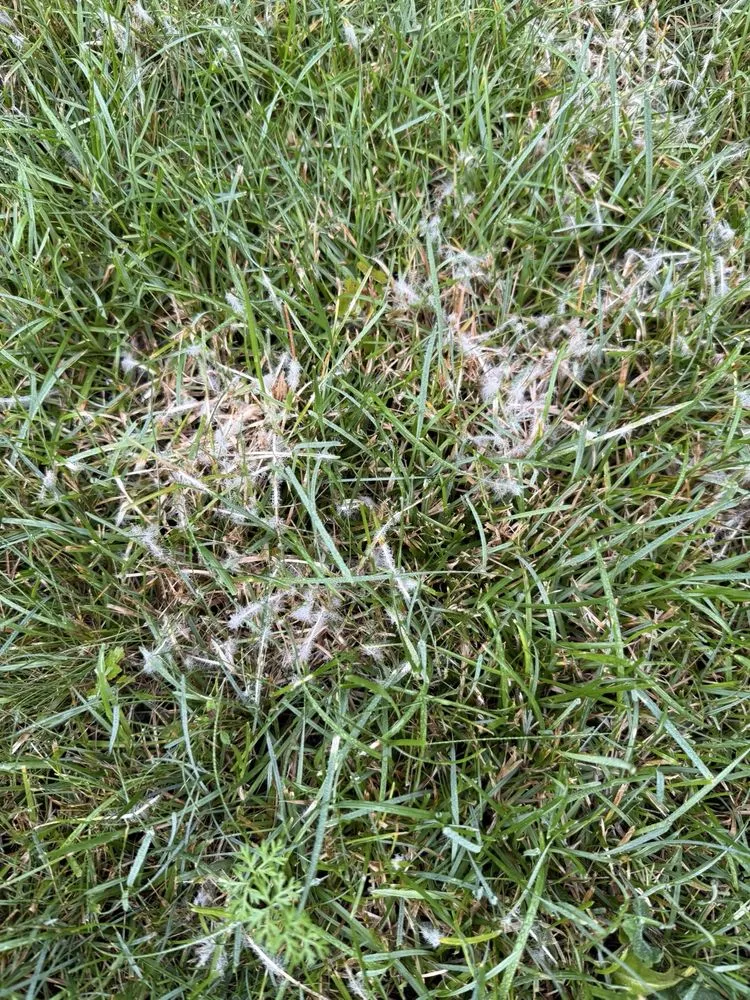 Affordable landscape design for beautiful yards across Clinton Township, MI - SpringGreen