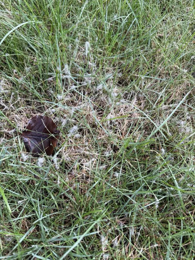 Top-rated garden landscaping experts serving Clinton Township, MI - SpringGreen