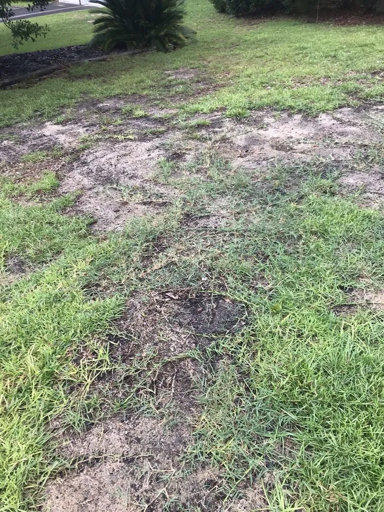 Affordable yard cleanup service for homes in Columbia, SC by SpringGreen