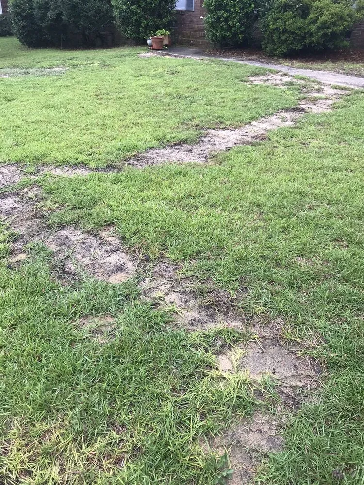 Professional lawn care service in Columbia, SC by SpringGreen