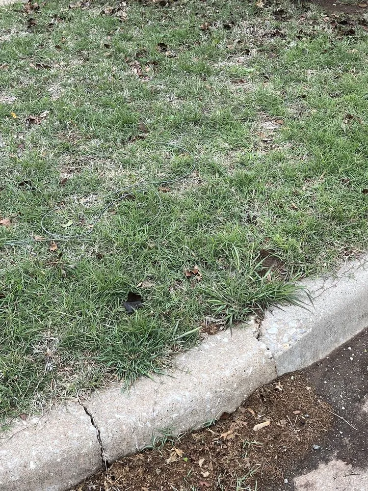 Affordable yard maintenance in Edmond, OK by SpringGreen