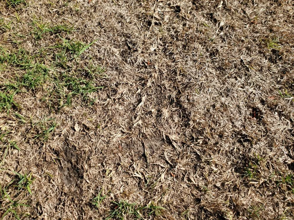 Trusted residential landscaping with custom design across Fayetteville, NC - SpringGreen