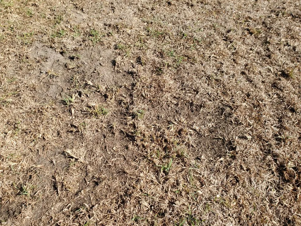 Top-rated lawn mowing service for year-round maintenance across Fayetteville, NC - SpringGreen