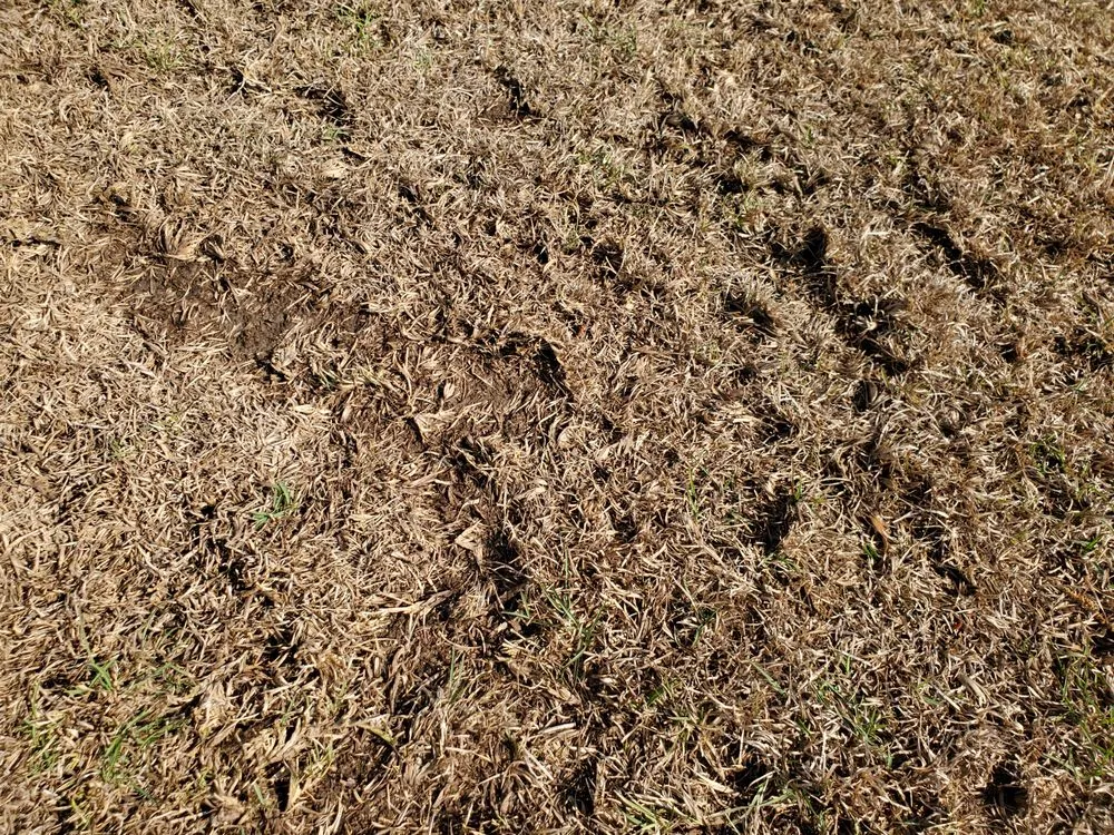 Local yard maintenance near you in Fayetteville, NC by SpringGreen