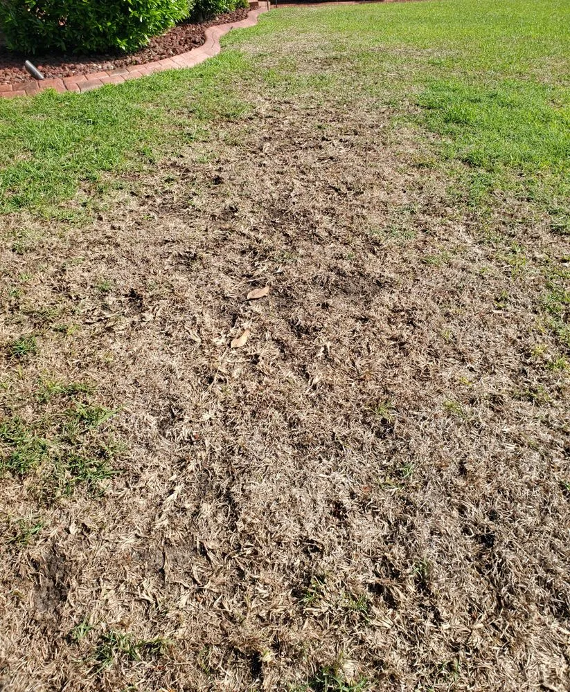 Professional outdoor landscaping in Fayetteville, NC by SpringGreen