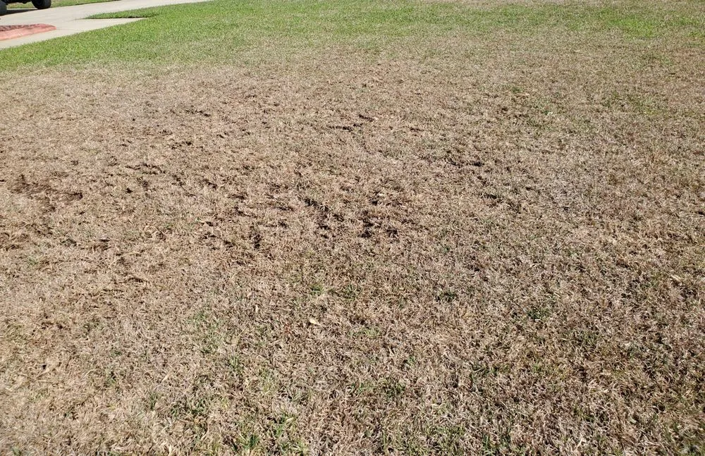 Professional yard maintenance near you across Fayetteville, NC - SpringGreen