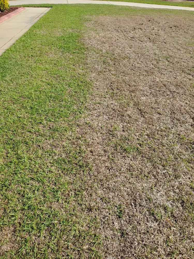 Local landscape design in Fayetteville, NC - SpringGreen