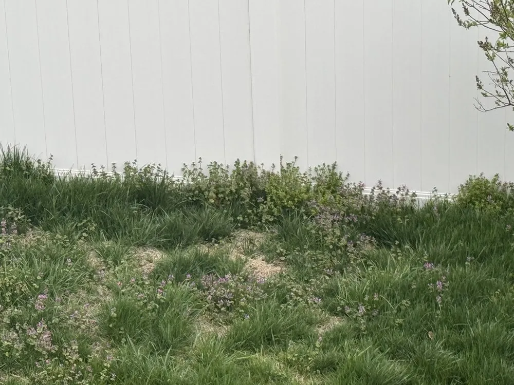 Local yard cleanup service near you across Fredericksburg, VA - SpringGreen