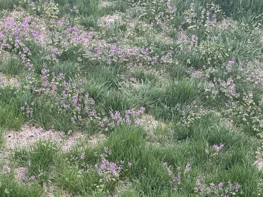 Top-rated yard cleanup service in Fredericksburg, VA - SpringGreen