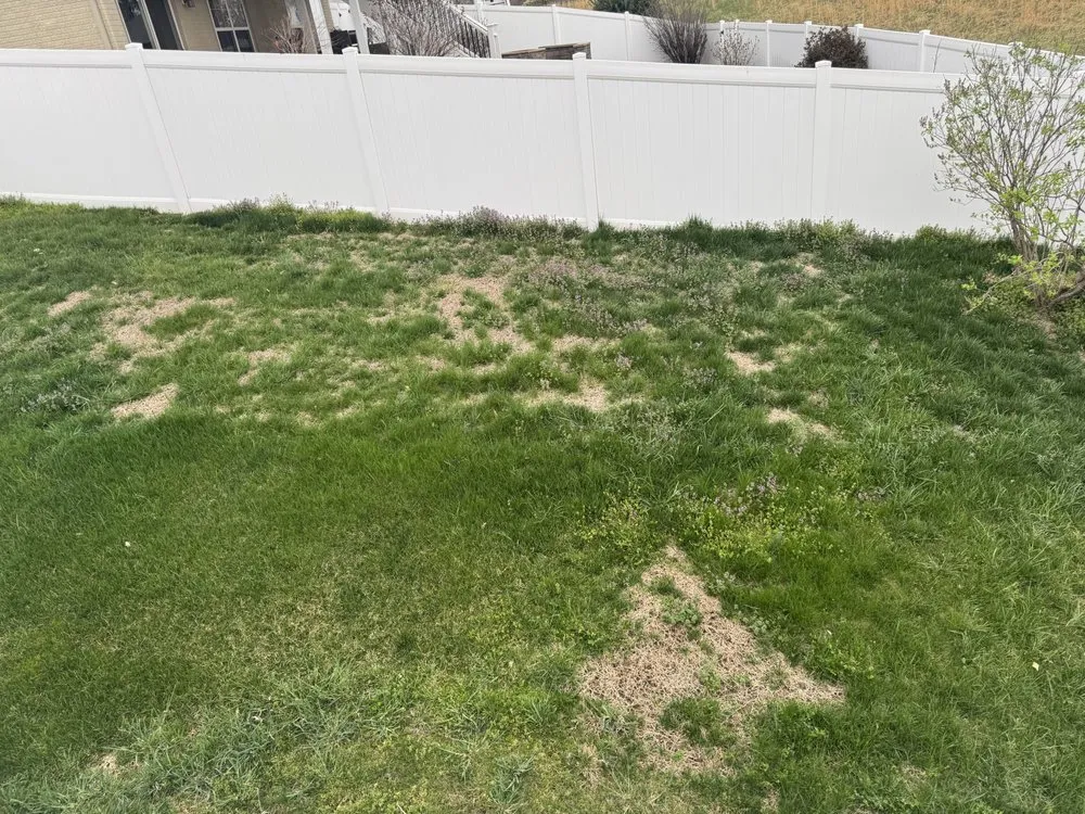 Professional lawn care service for homes across Fredericksburg, VA - SpringGreen