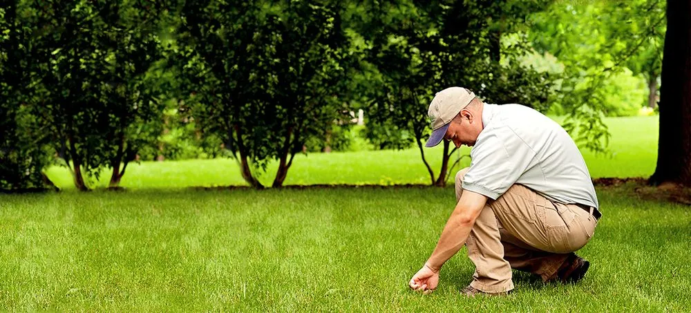 Custom yard maintenance for beautiful yards across Greer, SC - SpringGreen