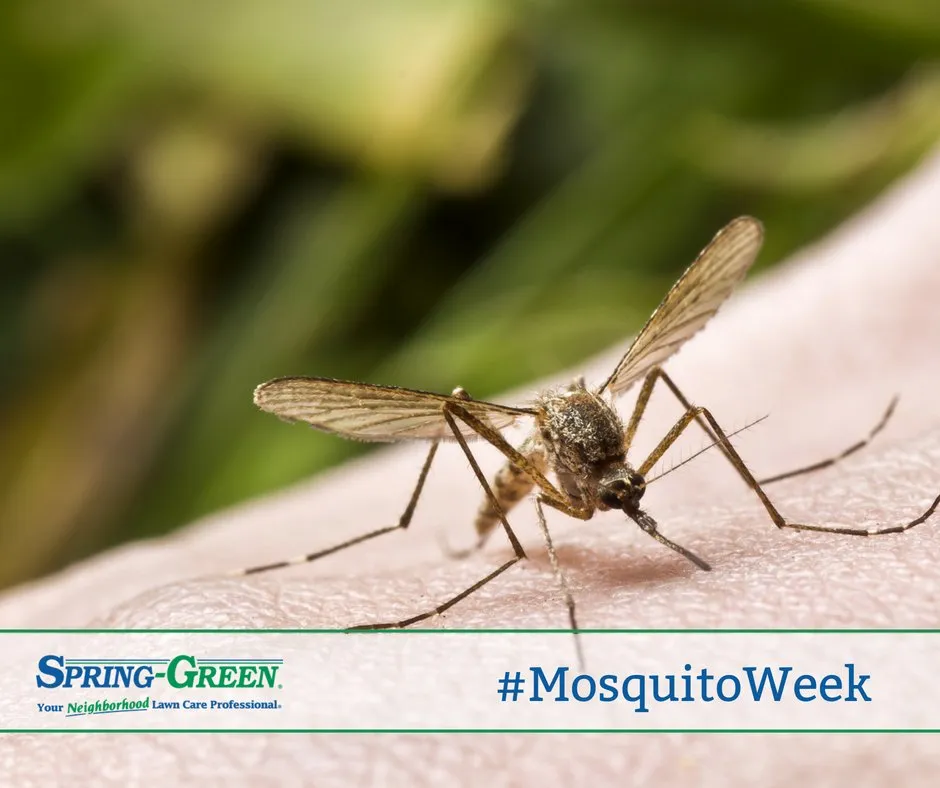 Custom lawn mowing service experts serving Huntsville, AL - SpringGreen