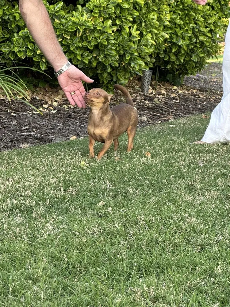 Reliable yard maintenance for year-round maintenance across Irmo, SC - SpringGreen