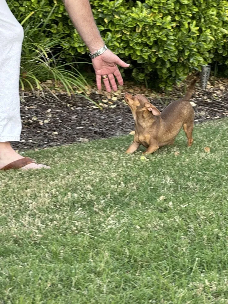 Professional residential landscaping in Irmo, SC by SpringGreen