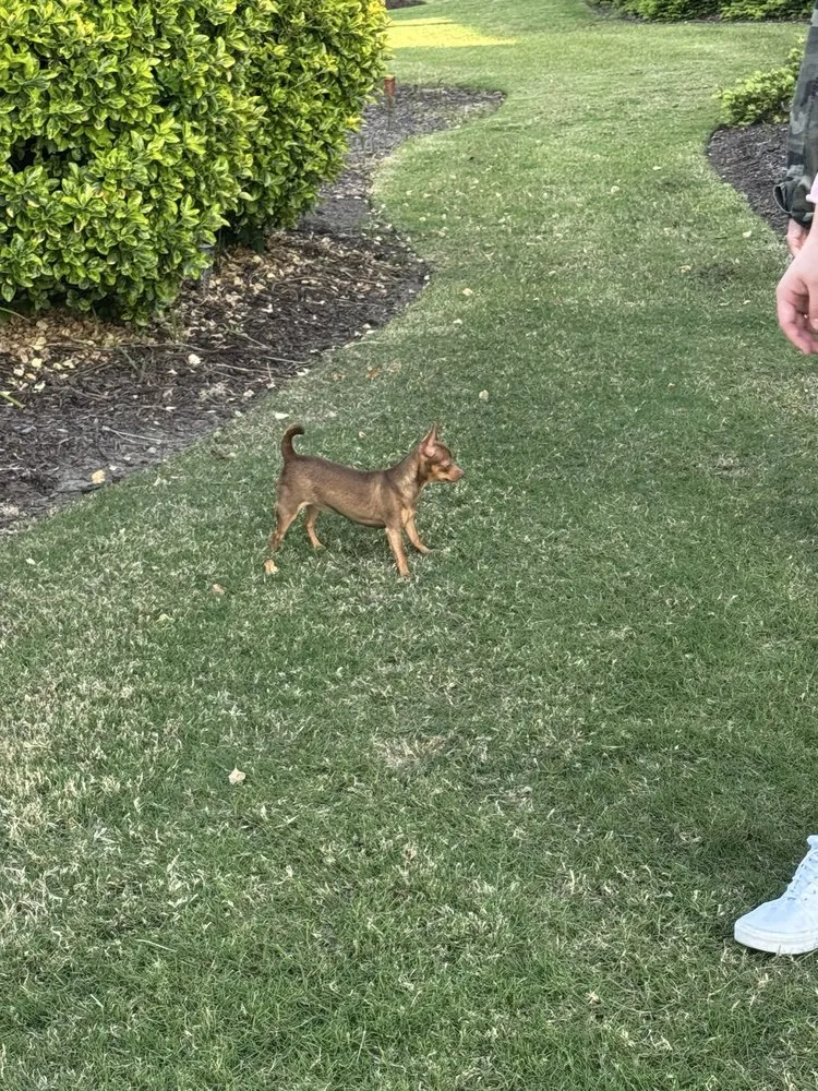 Professional landscaping services for beautiful yards in Irmo, SC by SpringGreen