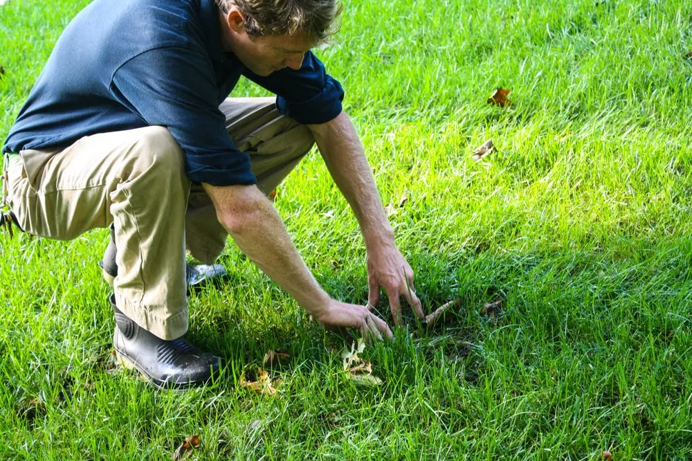 Reliable landscape design in Knoxville, TN by SpringGreen