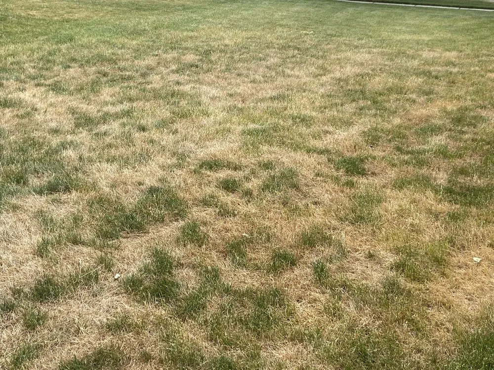 Expert lawn mowing service experts serving Mokena, IL - SpringGreen