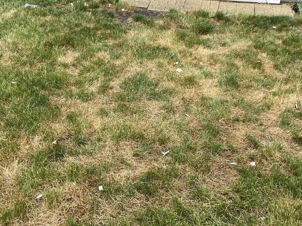 Reliable residential landscaping in Mokena, IL - SpringGreen