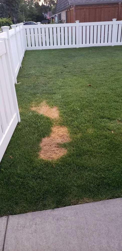 Reliable yard cleanup service experts serving Mokena, IL - SpringGreen