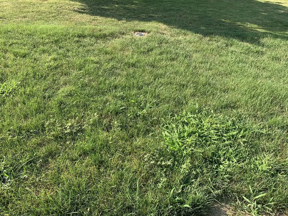 Professional yard maintenance in Peoria, IL - SpringGreen