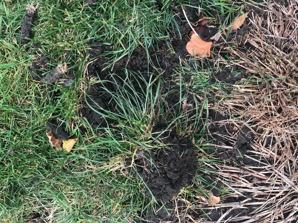 Custom landscape installation with custom design across Plainfield, IL - SpringGreen