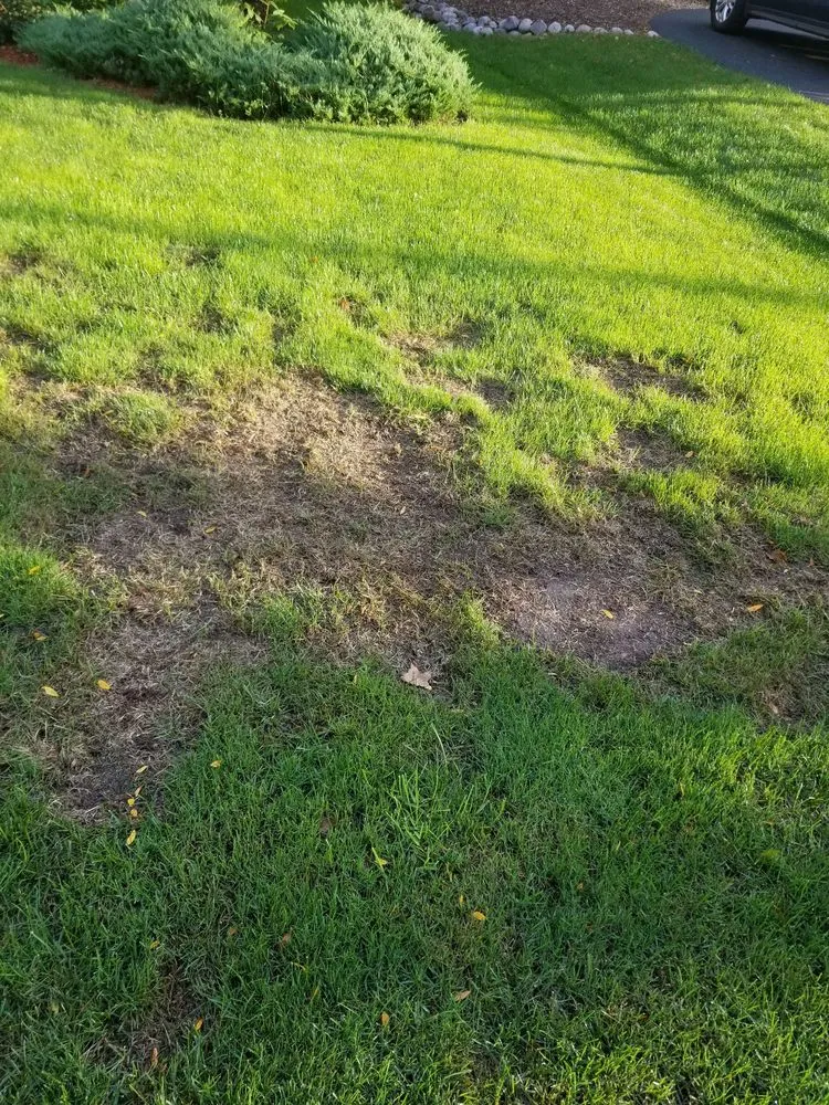 Affordable yard maintenance near you in Plainfield, IL by SpringGreen