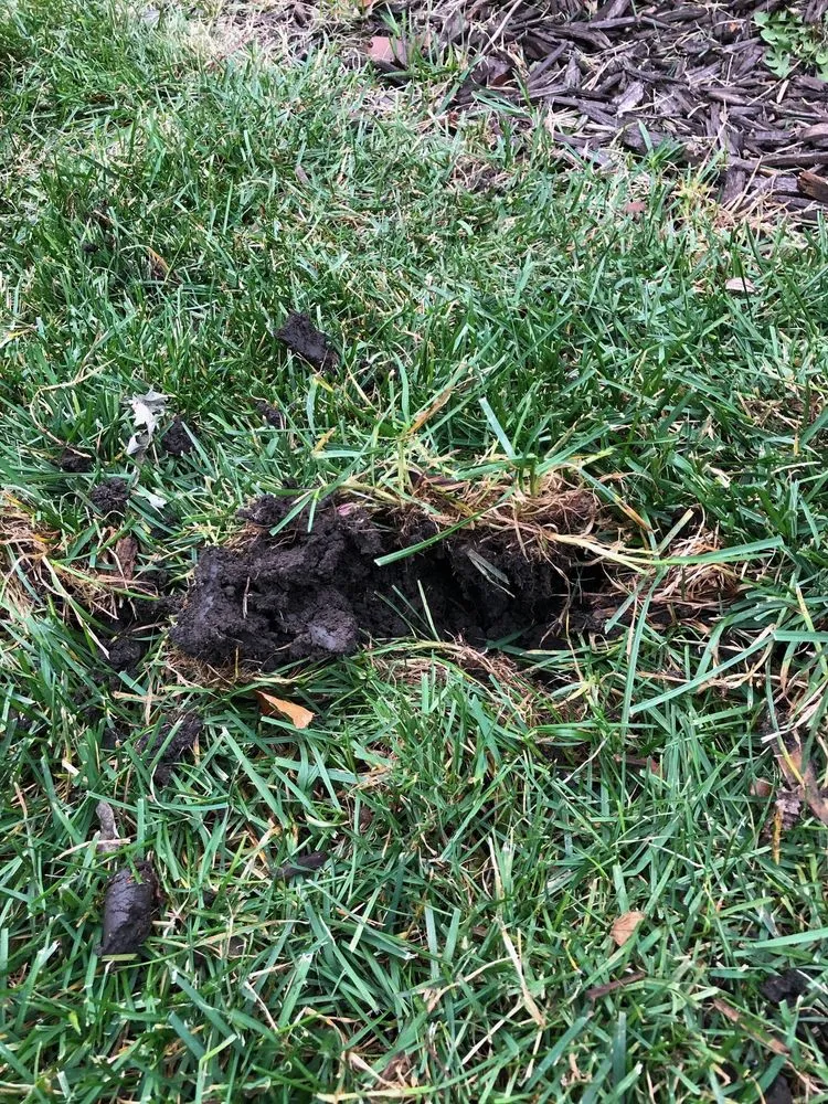 Expert lawn care service experts serving Plainfield, IL - SpringGreen