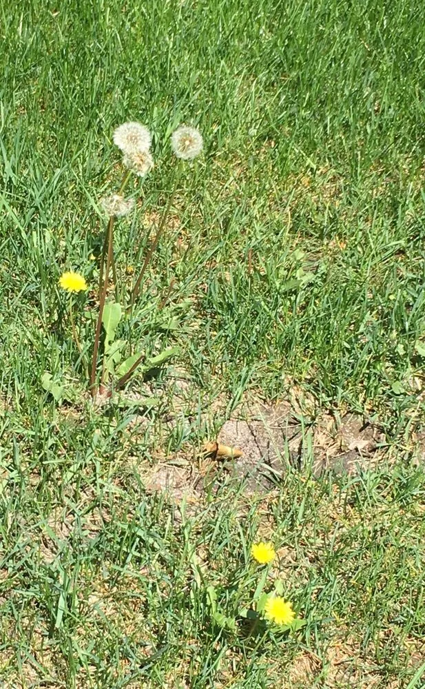 Reliable outdoor landscaping experts serving Plainfield, IL - SpringGreen