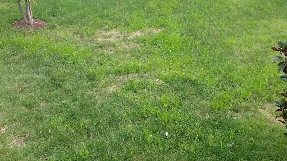 Expert landscape design experts serving Plainfield, IL - SpringGreen