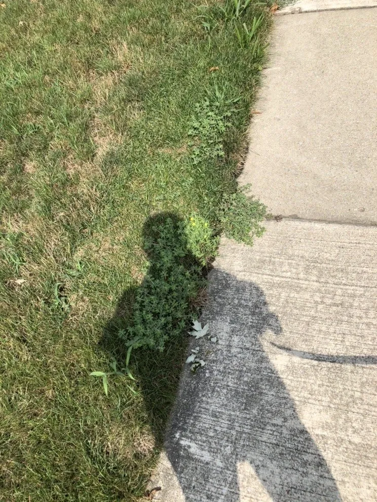 Expert lawn mowing service near you across Plainfield, IL - SpringGreen