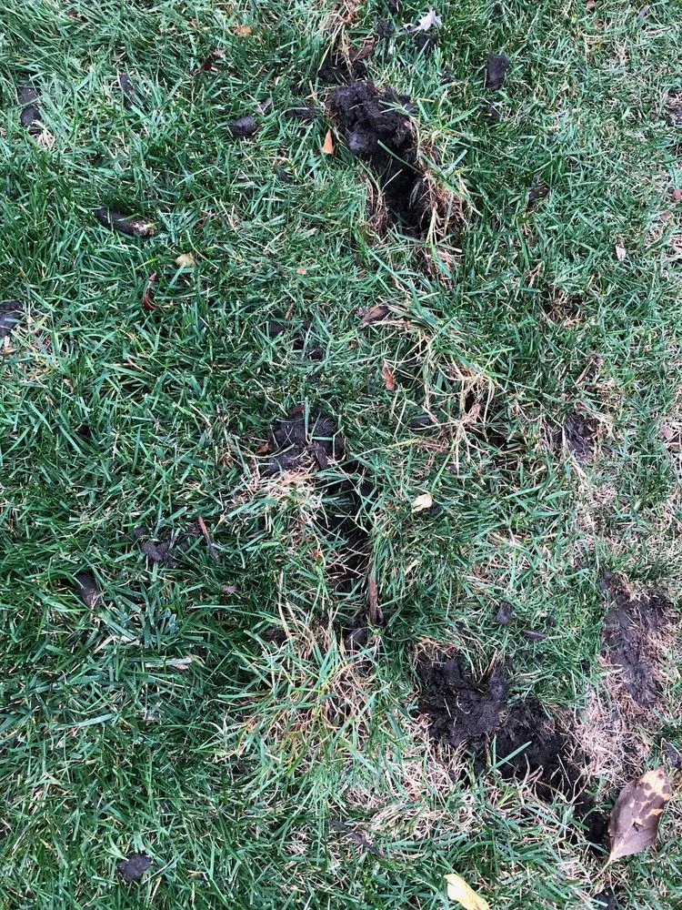 Expert landscape design in Plainfield, IL - SpringGreen