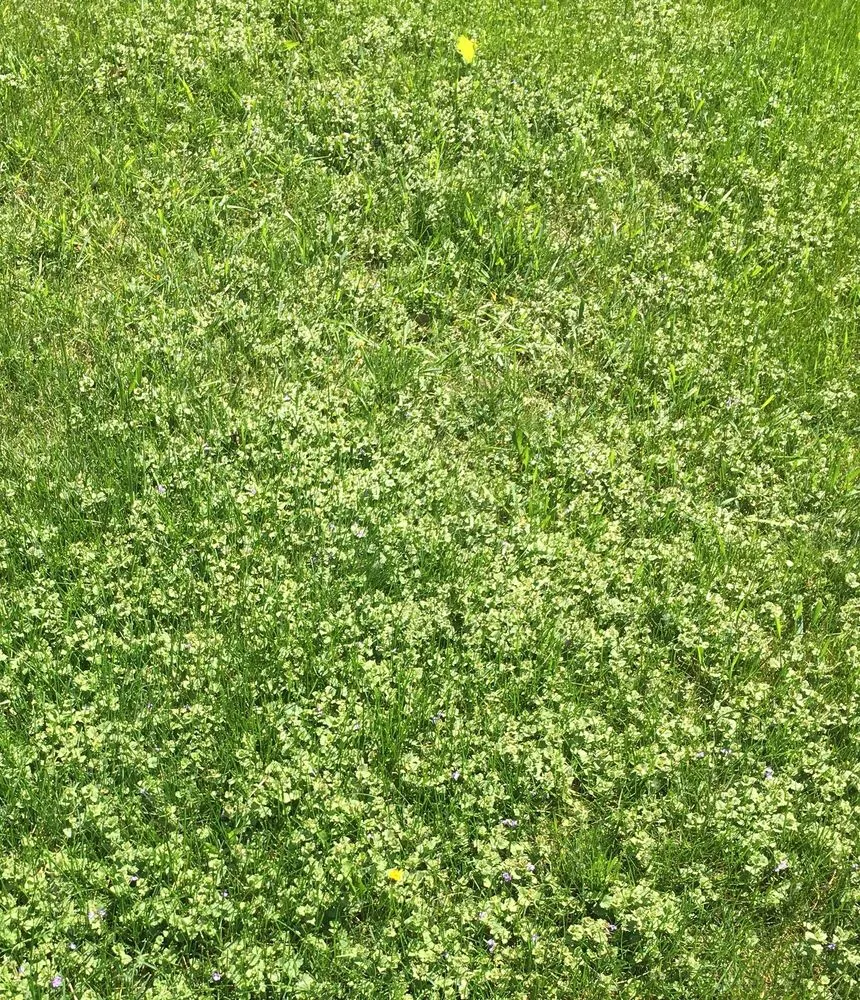 Professional landscaping services for beautiful yards across Plainfield, IL - SpringGreen