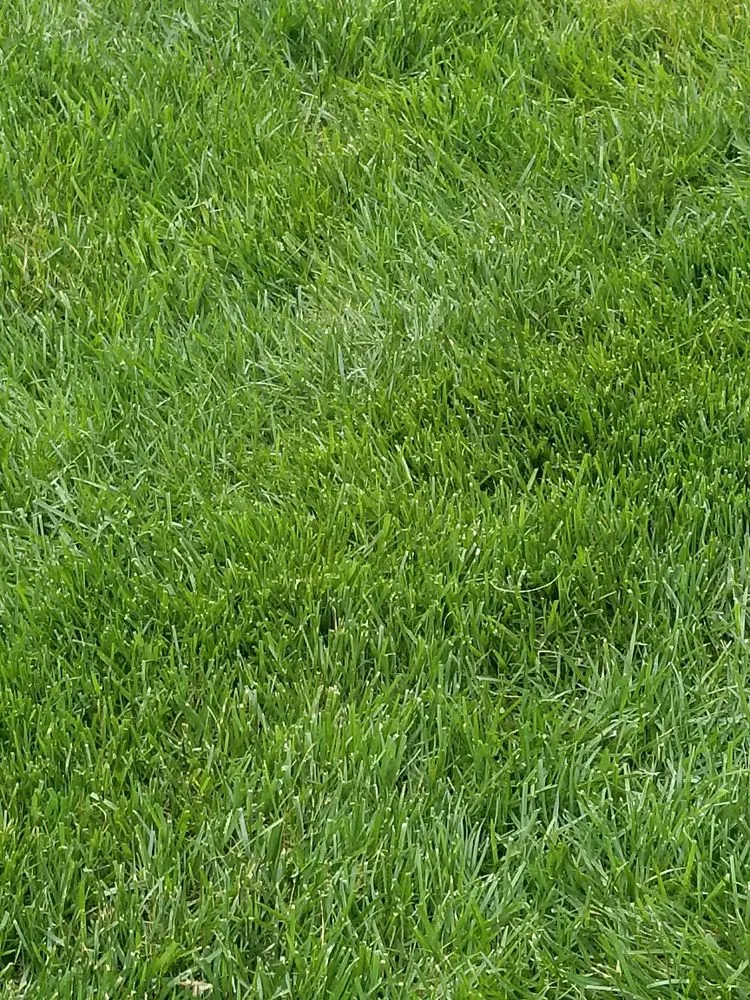 Local garden landscaping near you across Raleigh, NC - SpringGreen