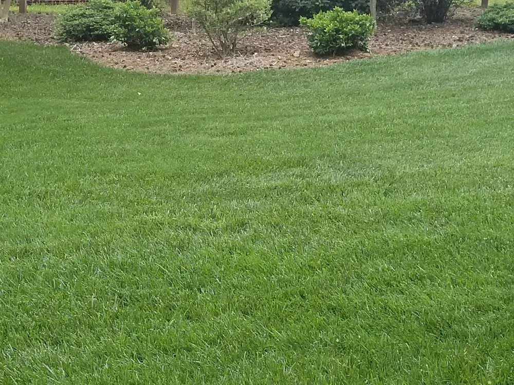 Top-rated yard maintenance in Raleigh, NC - SpringGreen