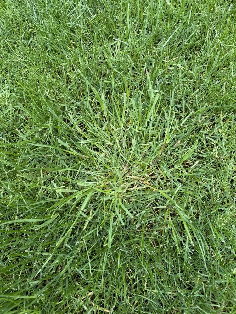 Custom lawn mowing service in Tumwater, WA - SpringGreen