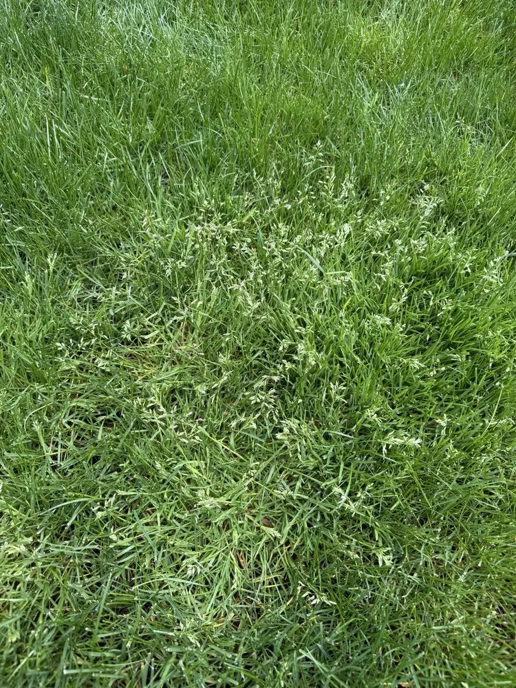 Local landscaping services in Tumwater, WA by SpringGreen