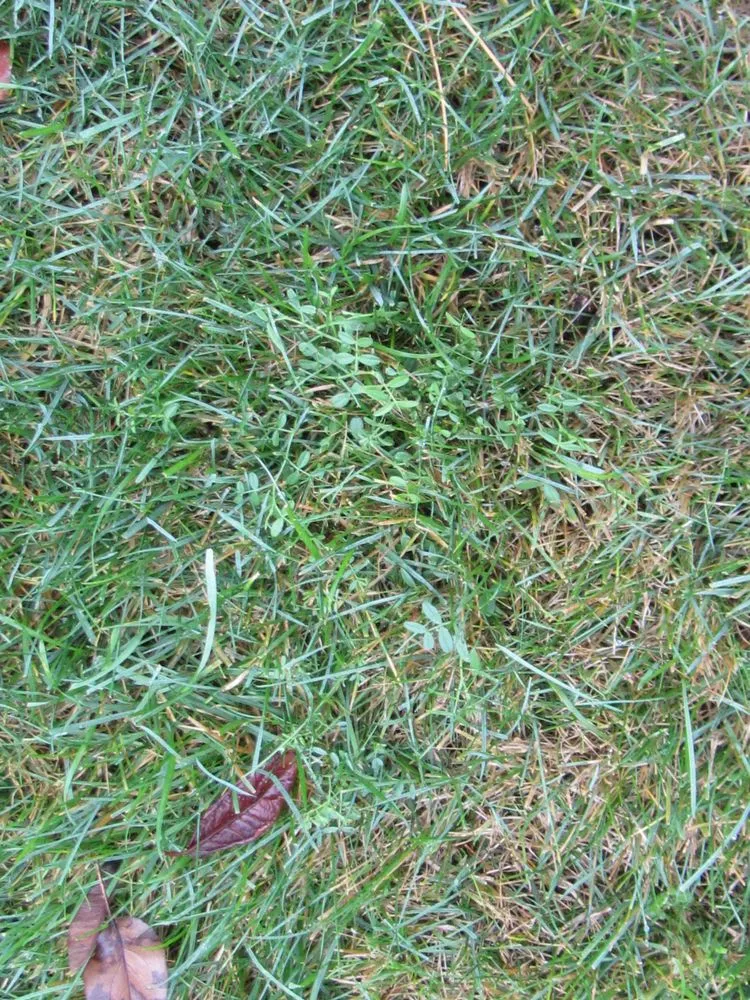 Trusted garden landscaping in Tumwater, WA by SpringGreen