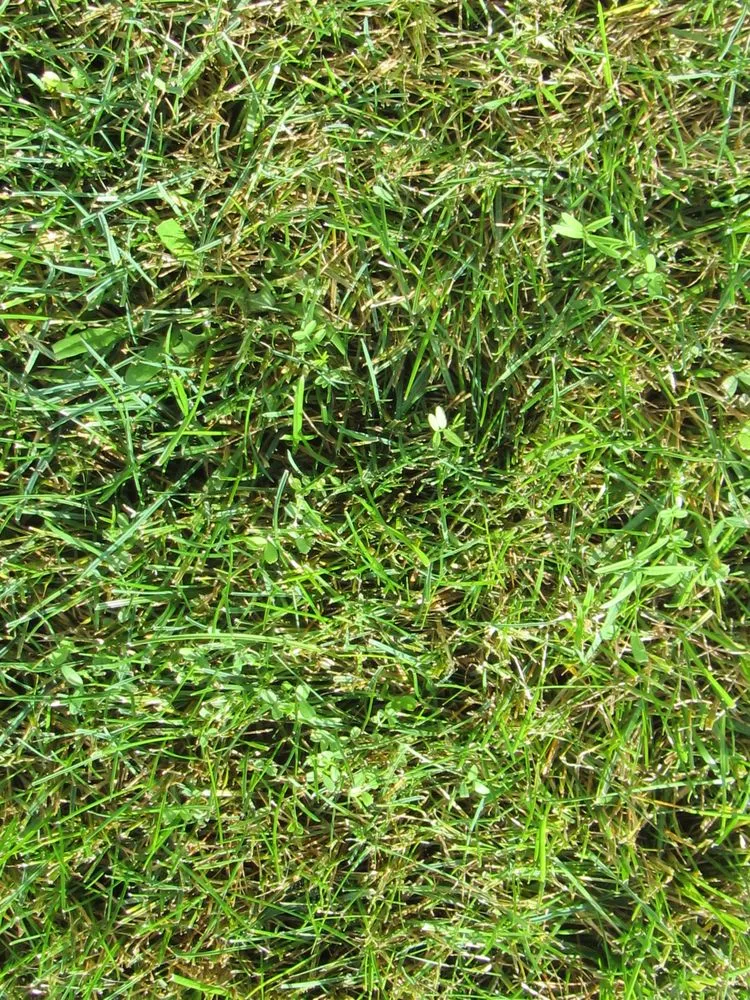 Affordable yard maintenance in Tumwater, WA - SpringGreen