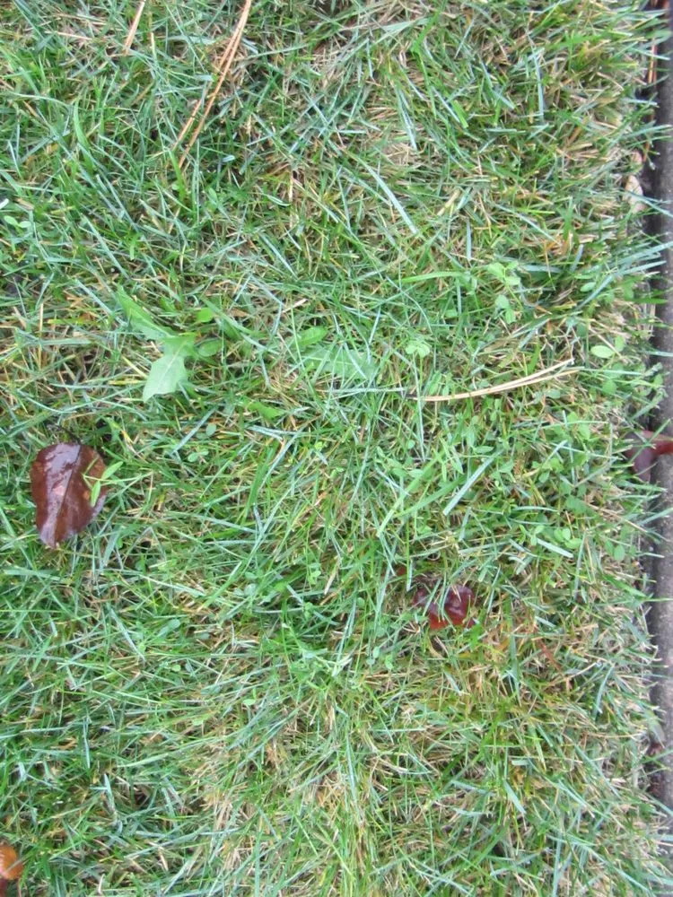 Local lawn care service experts serving Tumwater, WA - SpringGreen