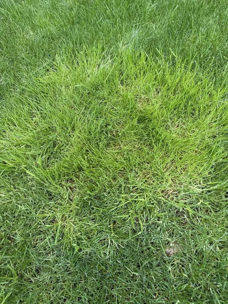 Local landscape design with custom design in Tumwater, WA by SpringGreen