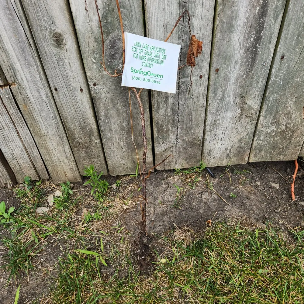 Reliable landscaping services experts serving Wauconda, IL - SpringGreen