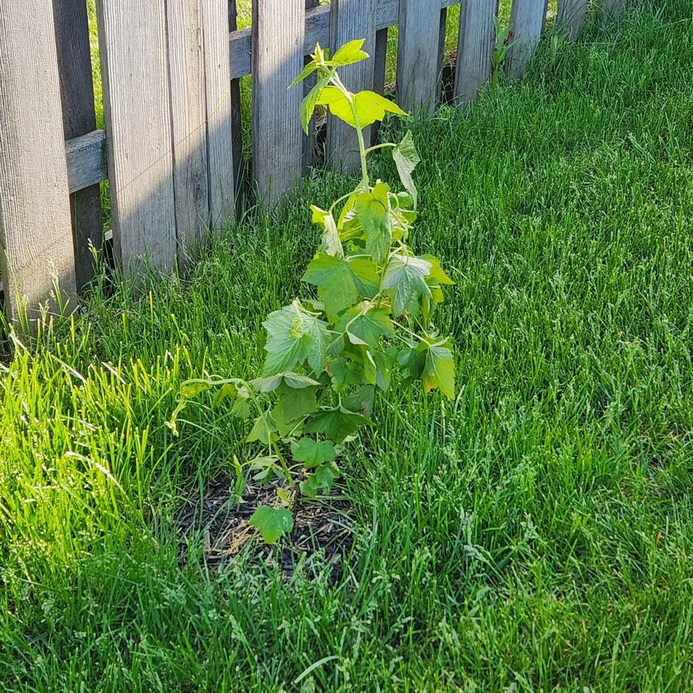 Local lawn mowing service experts serving Wauconda, IL - SpringGreen