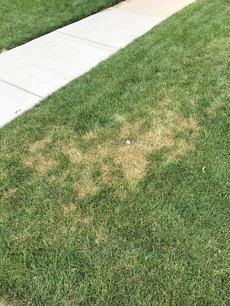 Top-rated garden landscaping in Wauconda, IL - SpringGreen