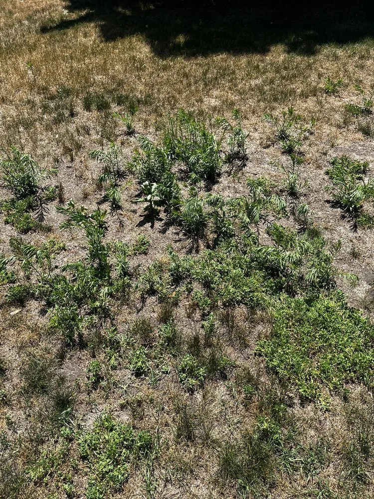 Custom landscape installation for homes across Wyoming, MN - SpringGreen